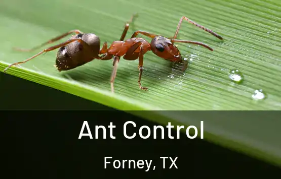  Ant Control Forney, TX