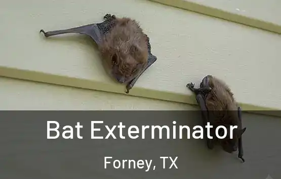  Bat Exterminator Forney, TX