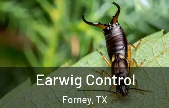  Earwig Control Forney, TX