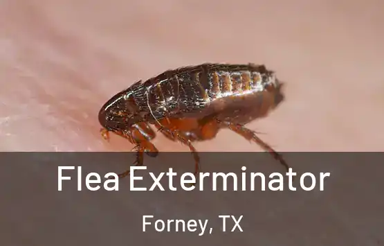  Flea Exterminator Forney, TX
