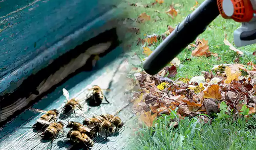 Wasps Pest Control Forney, TX