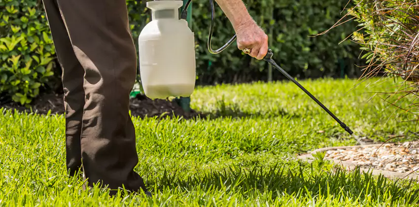 Grub Treatment for Bedrooms Forney, TX