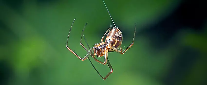 Spider and Mosquito Control Solutions Forney, TX
