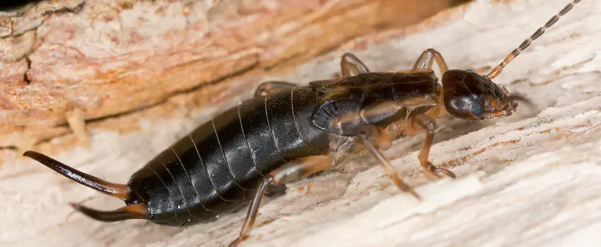 earwig-control in Forney, TX