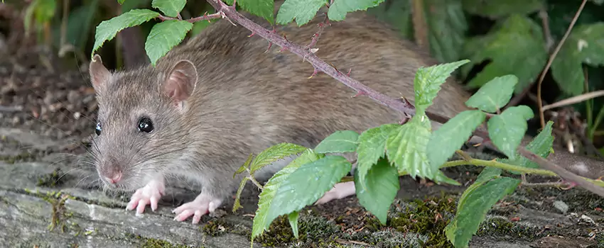 mice-control in Forney, TX