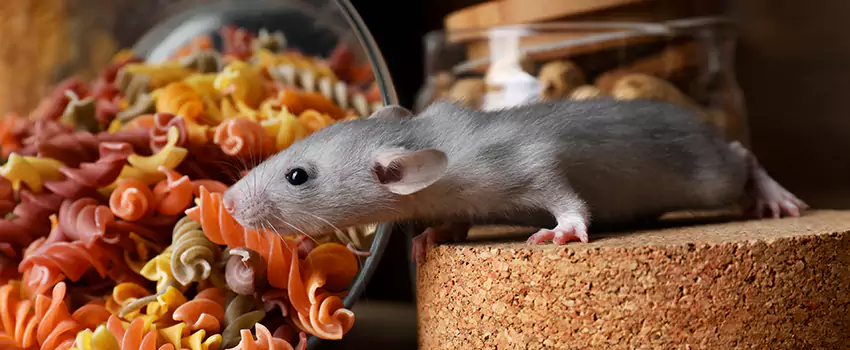 mouse-exterminator in Forney, TX