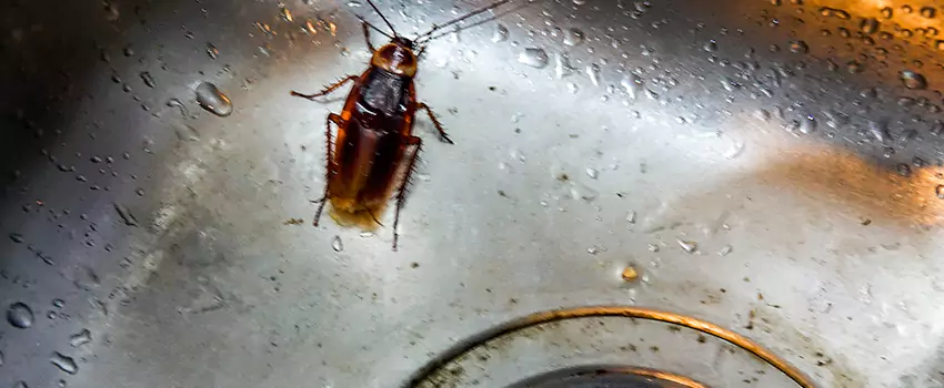 roach-control in Forney, TX