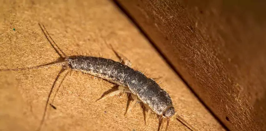 silverfish-control in Forney, TX