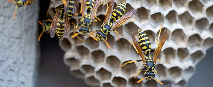 wasp-pest-control in Forney, TX