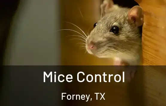  Mice Control Forney, TX
