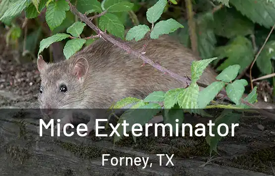 Mice Exterminator Forney, TX