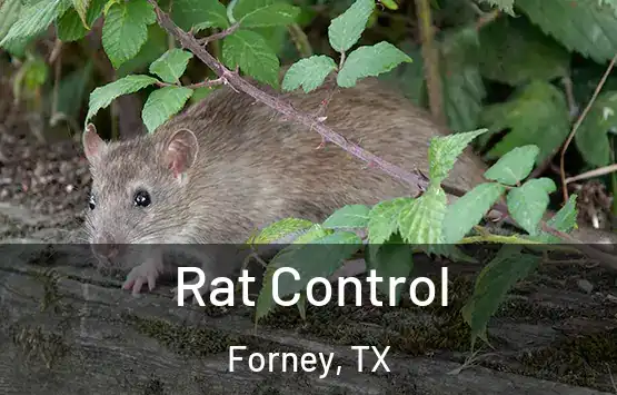  Rat Control Forney, TX