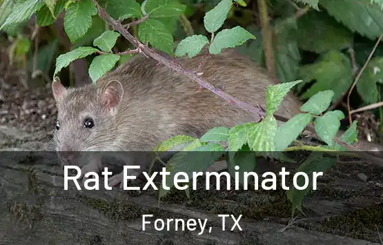  Rat Exterminator Forney, TX