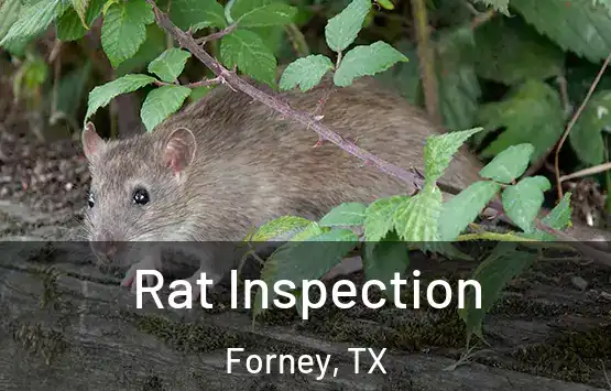  Rat Inspection Forney, TX