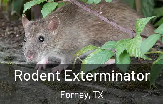  Rodent Exterminator Forney, TX