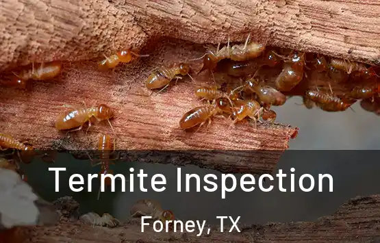  Termite Inspection Forney, TX