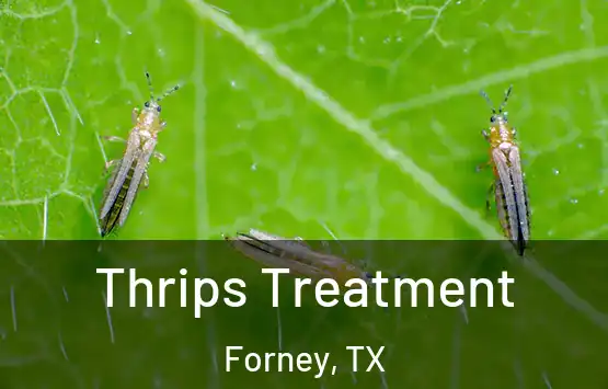  Thrips Treatment Forney, TX