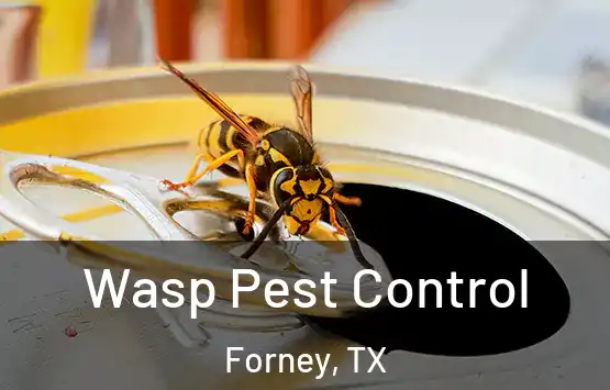  Wasp Pest Control Forney, TX