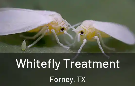  Whitefly Treatment Forney, TX